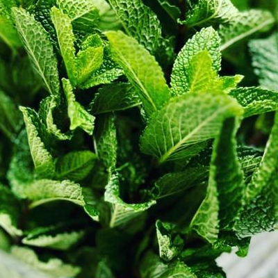 Mint