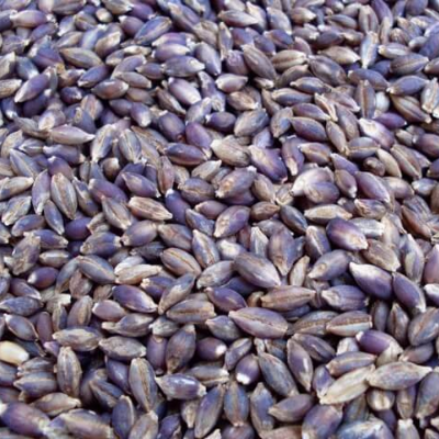 Purple Valley Barley