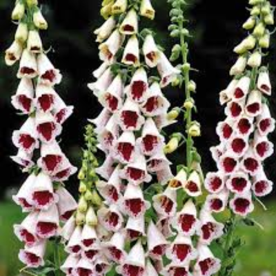 Digitalis Hybrida (Foxglove) 'Pam's Split'