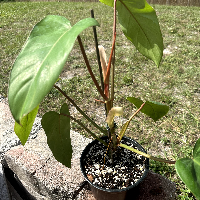 Philodendron Red Emerald